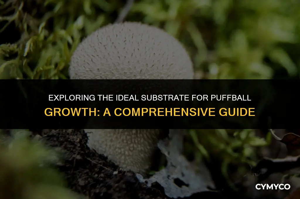 what do puffballs grow in substrate