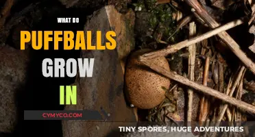 Where Do Puffballs Thrive: A Guide to Their Ideal Habitat
