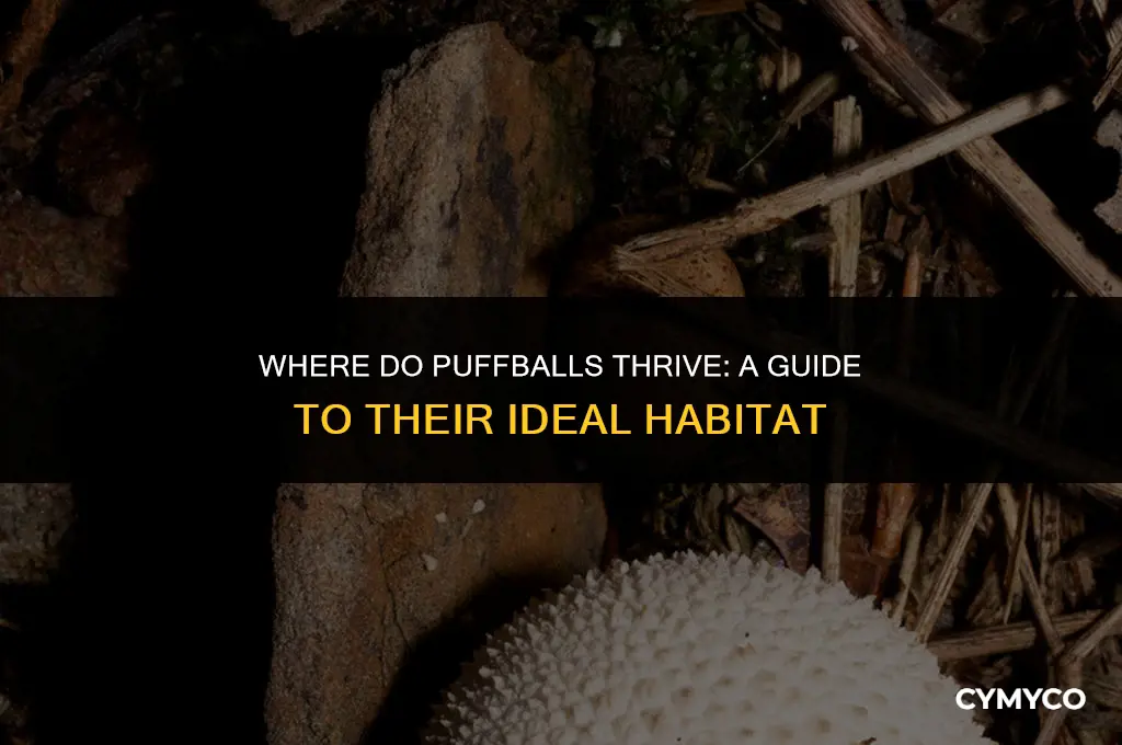 what do puffballs grow in