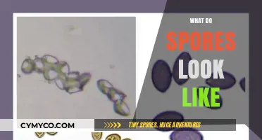 Exploring the Microscopic World: A Visual Guide to Spores