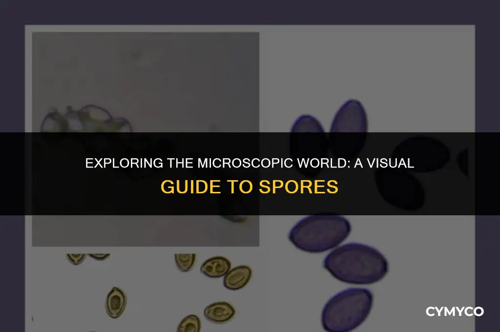 what do spores look like