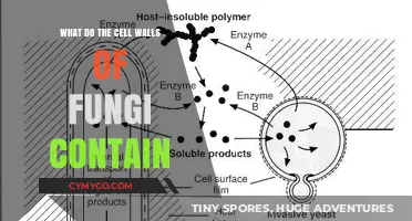 Unveiling the Mysteries: What Do Fungal Cell Walls Contain?