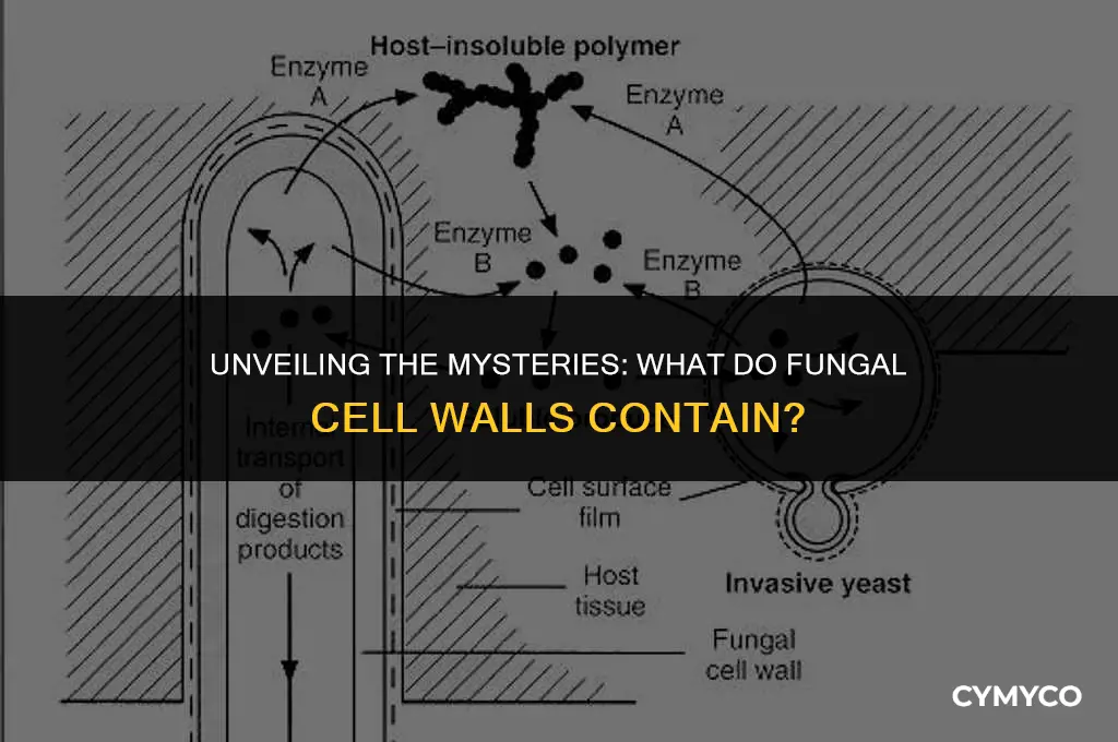 what do the cell walls of fungi contain