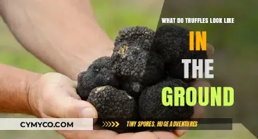 Unearthing Nature's Hidden Gems: A Visual Guide to Truffles In Situ