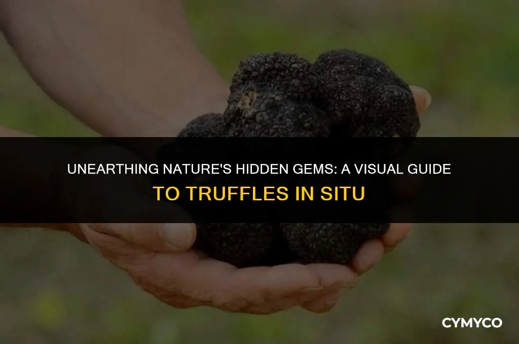 what do truffles look like in the ground