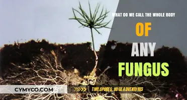 Exploring the Mycelium: The Intricate Body of Fungi