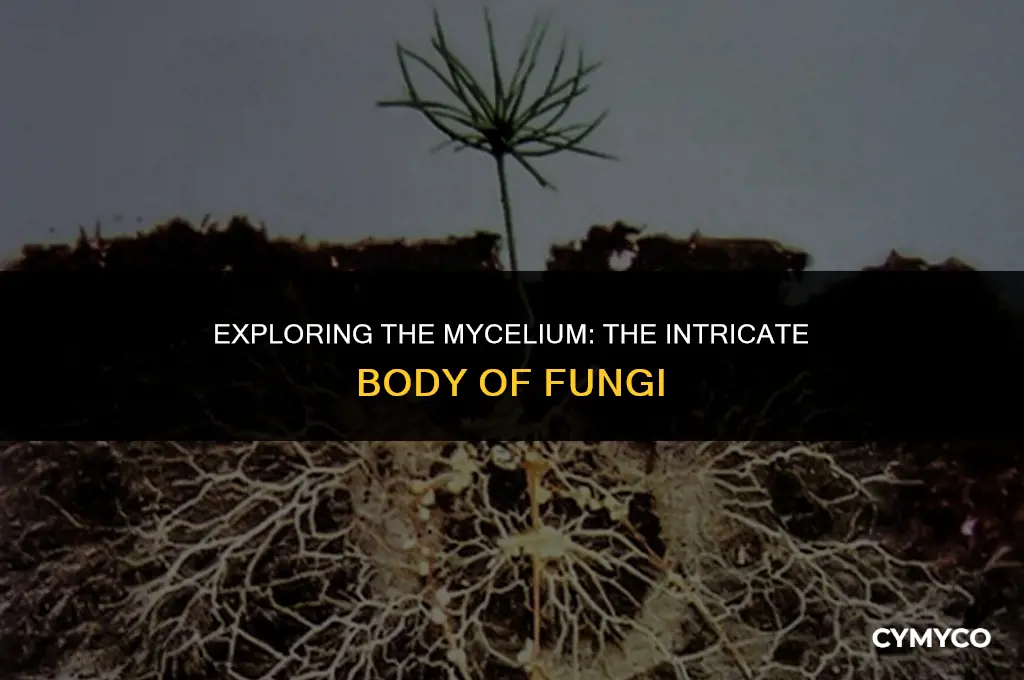 what do we call the whole body of any fungus