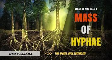 Exploring the Fascinating World of Fungal Hyphae Masses