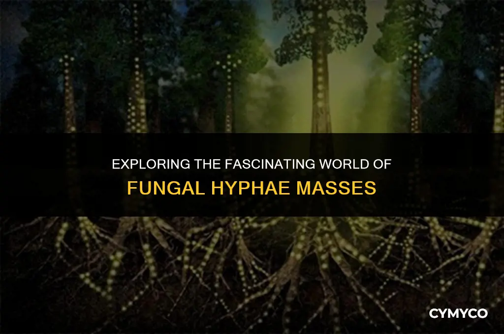 what do you call a mass of hyphae