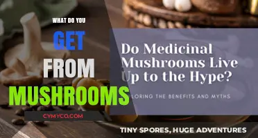 Exploring the Surprising Benefits and Uses of Mushrooms