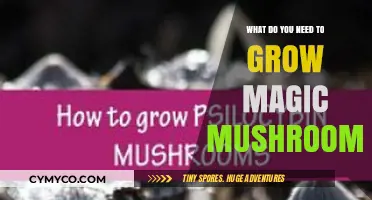 Cultivating Magic Mushrooms: A Comprehensive Guide to Psilocybin Growth