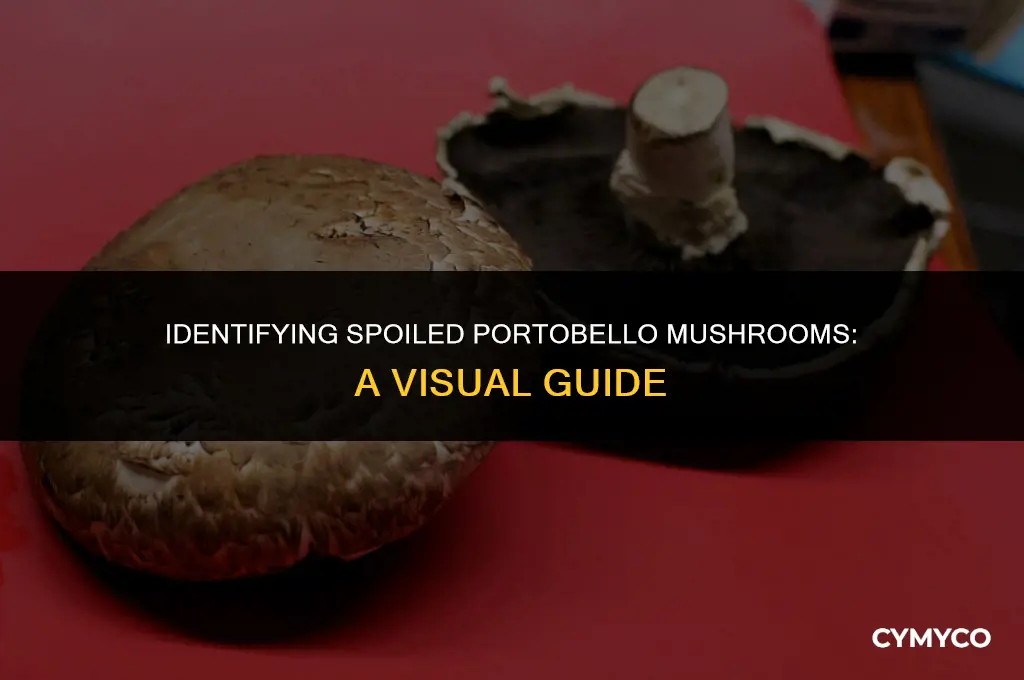what does a bad portobello mushroom look like