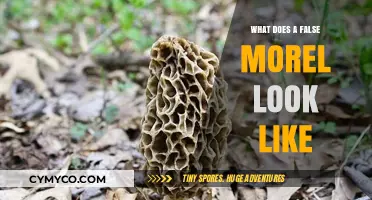 Identifying False Morels: A Visual Guide to Safe Foraging