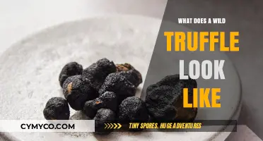 Nature's Hidden Treasure: Unveiling the Mysterious Wild Truffle