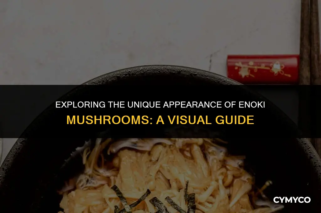 what does enoki look like