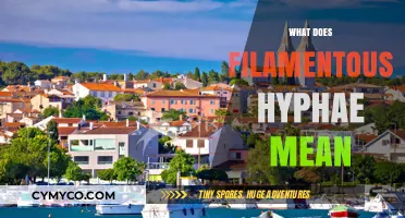 Understanding Filamentous Hyphae: A Simple Guide to Fungal Structures
