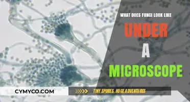 Exploring the Microscopic World of Fungi: A Visual Journey