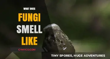 Exploring the Fascinating World of Fungal Fragrances