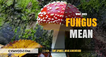 Exploring the Fascinating World of Fungi: What Does Fungus Mean?