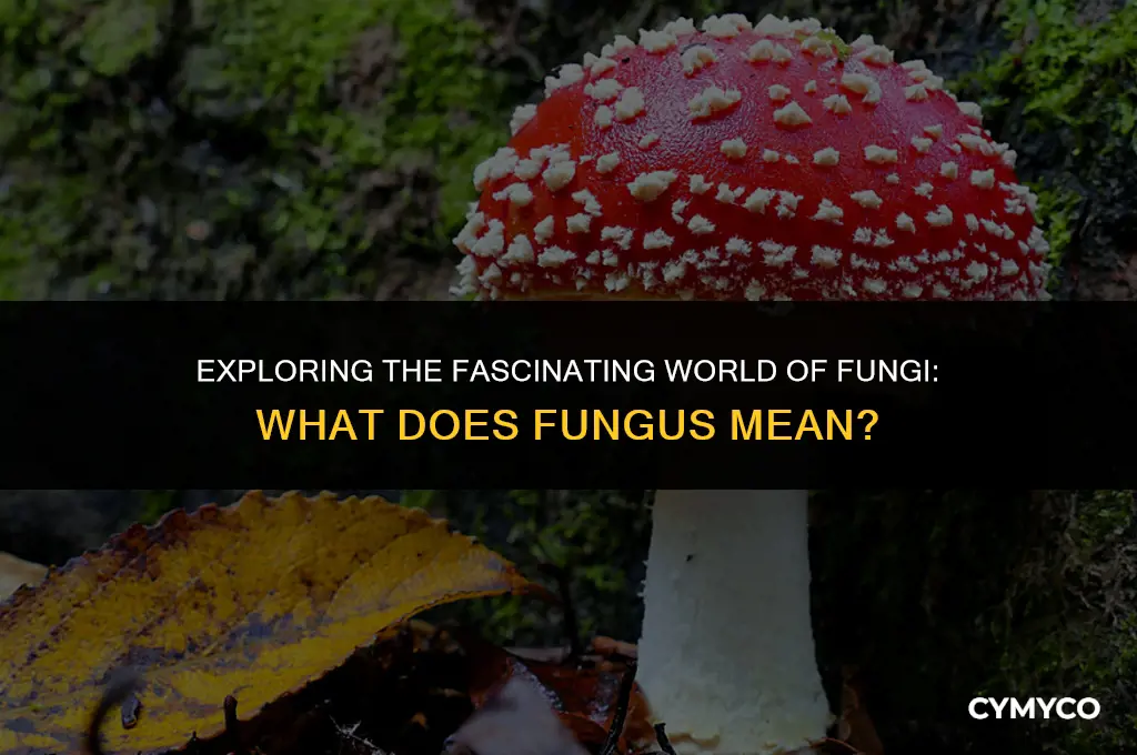 what does fungus mean