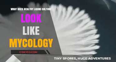 Exploring the Visual Signs of a Thriving Liquid Culture in Mycology