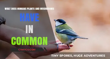 Shared Secrets: Uniting Humans, Plants, and Mushrooms in Nature's Web