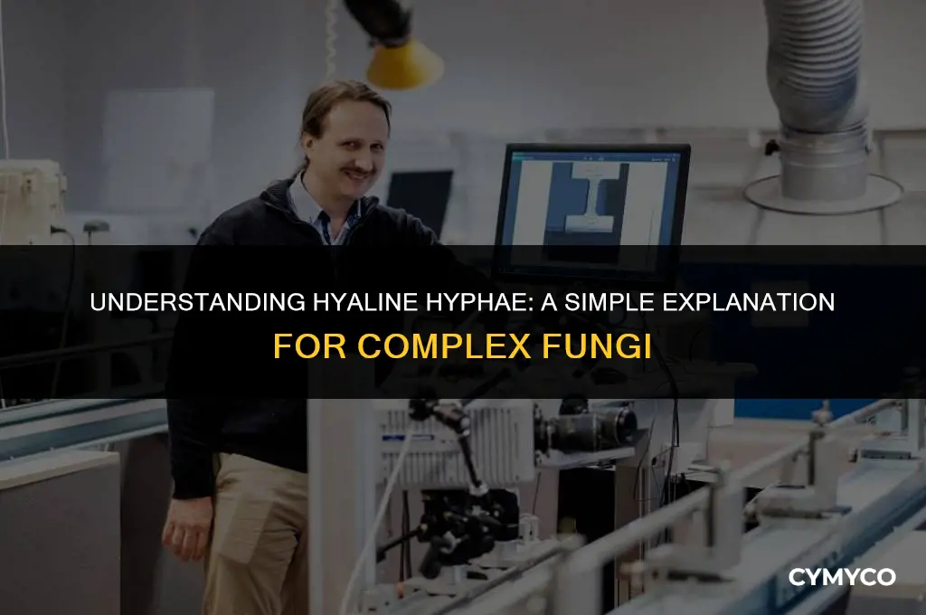 what does hyaline hyphae mean