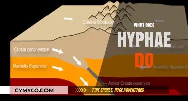 Exploring the Vital Role of Hyphae in Fungal Growth and Ecology