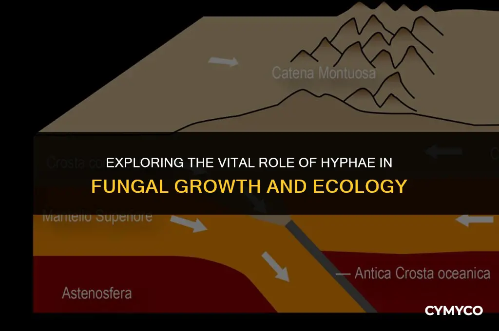 what does hyphae do