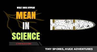 Exploring the Fascinating World of Hyphae: A Scientific Journey