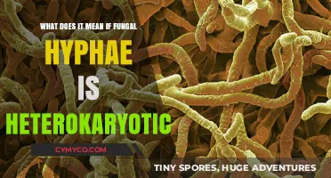 Exploring the Significance of Heterokaryotic Fungal Hyphae