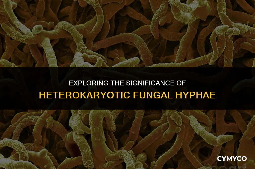 what does it mean if fungal hyphae is heterokaryotic