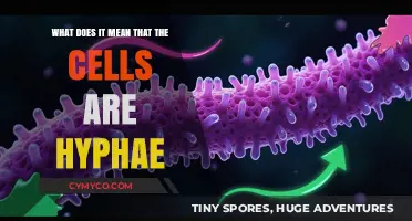 Exploring the Fascinating World of Hyphae: What They Are and Why They Matter