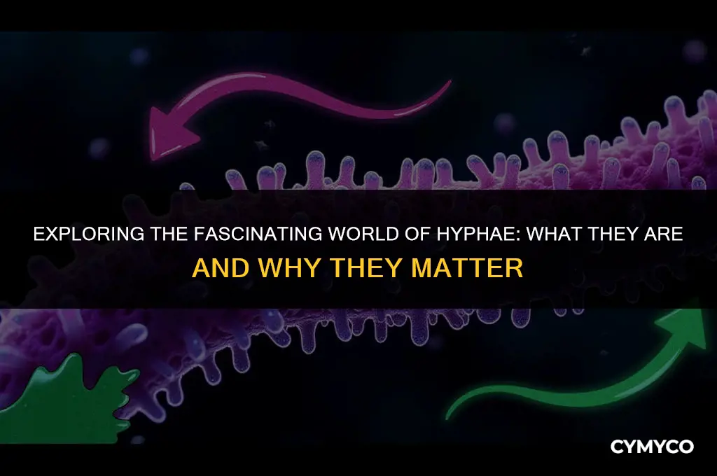 what does it mean that the cells are hyphae