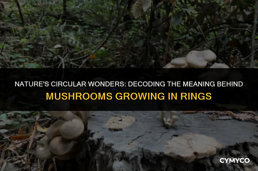 what does it mean when mushrooms grow in a circle