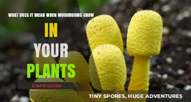 Nature's Symbiosis: Understanding Mushroom Growth in Your Plants