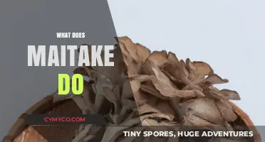 Unlocking the Power of Maitake: Nature's Immune-Boosting Superstar