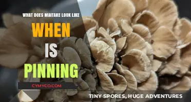 Exploring Maitake's Unique Pinning Appearance: A Visual Guide