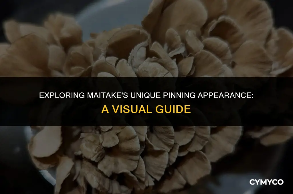 what does maitake look like when is pinning