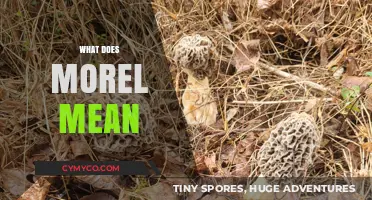 Exploring the Meaning of Morel: A Comprehensive Guide