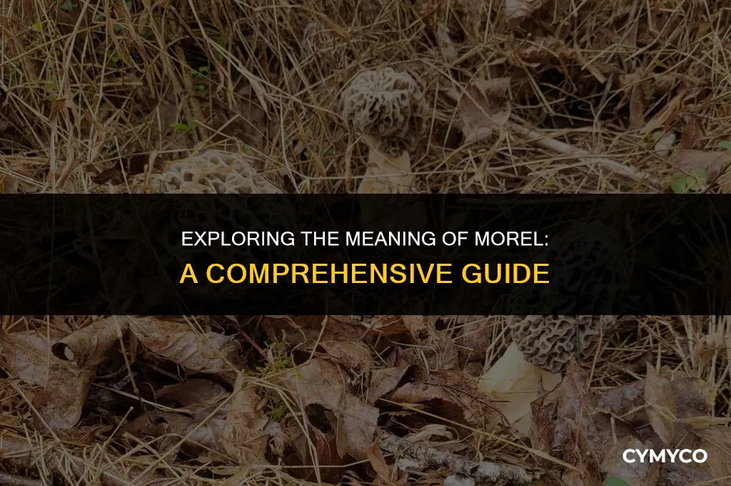 what does morel mean