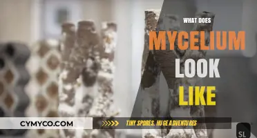 Unveiling Mycelium: Visual Guide to Its Appearance and Structure