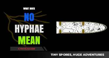 Understanding the Significance of 'No Hyphae' in Language and Style