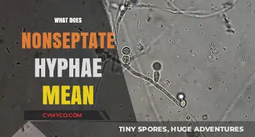 Understanding Nonseptate Hyphae: A Simple Guide to Fungal Structures