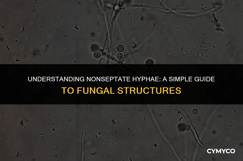 what does nonseptate hyphae mean