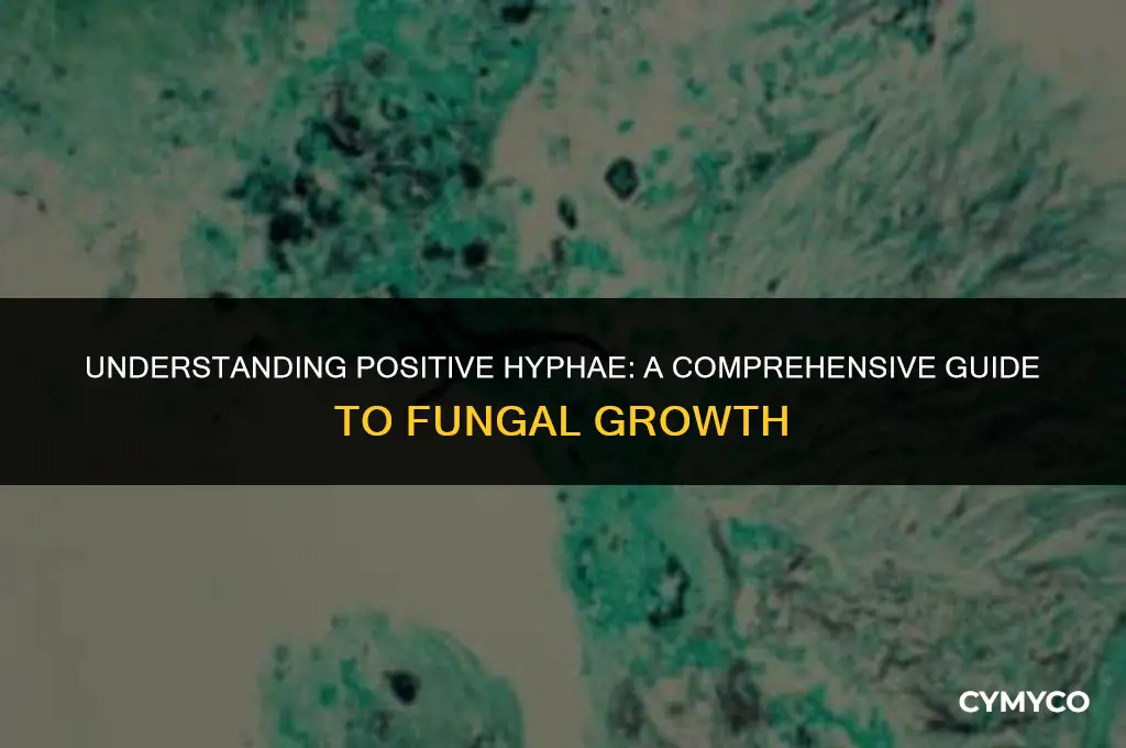 what does positive hyphae mean