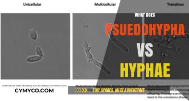Understanding the Key Differences Between Pseudohyphae and Hyphae