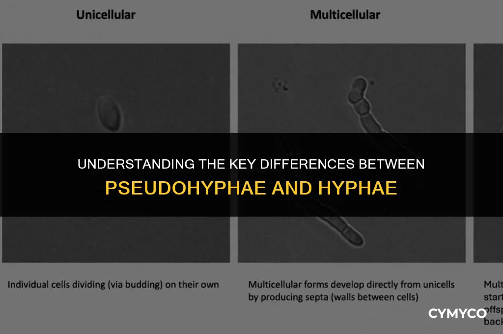 what does psuedohyphae vs hyphae