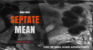 Understanding Septate: Definition, Medical Significance, and Common Applications Explained