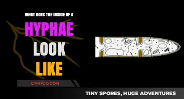 Exploring the Intricate World Inside a Hyphae: A Microscopic Journey